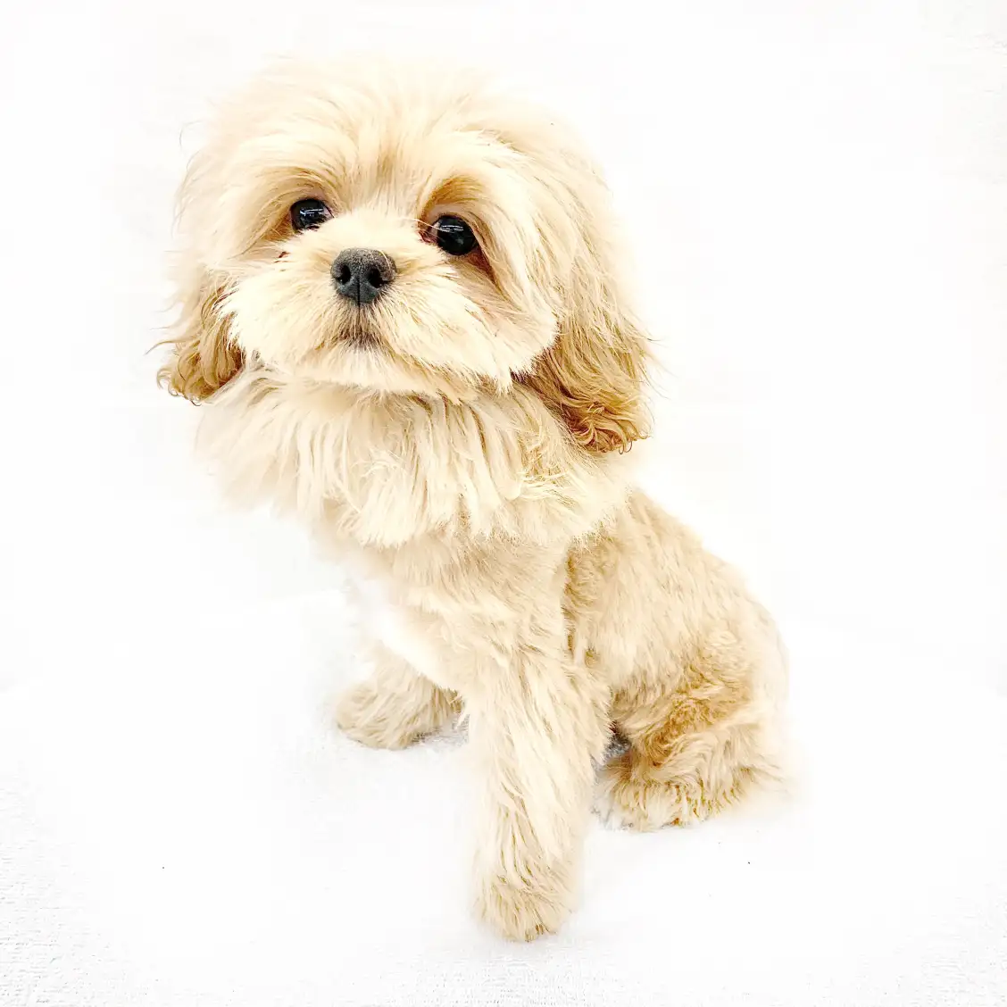 MIX（トイプードル×ペキニーズ）