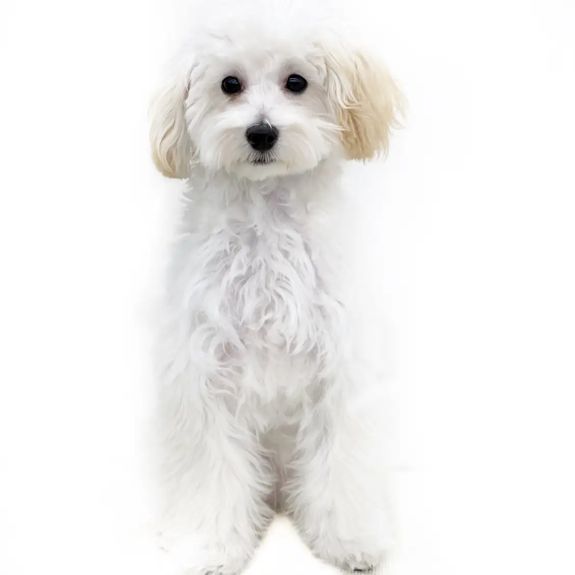 MIX(トイプードル×パピヨン)