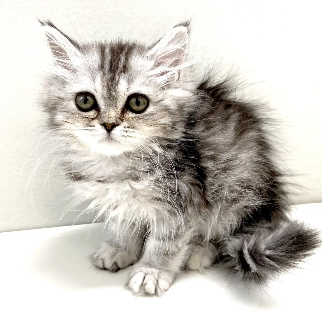 スコティッシュフォールド