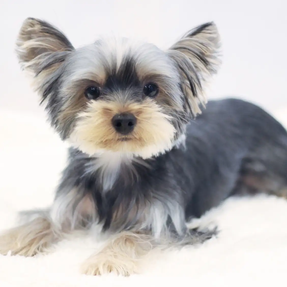 ヨークシャーテリア