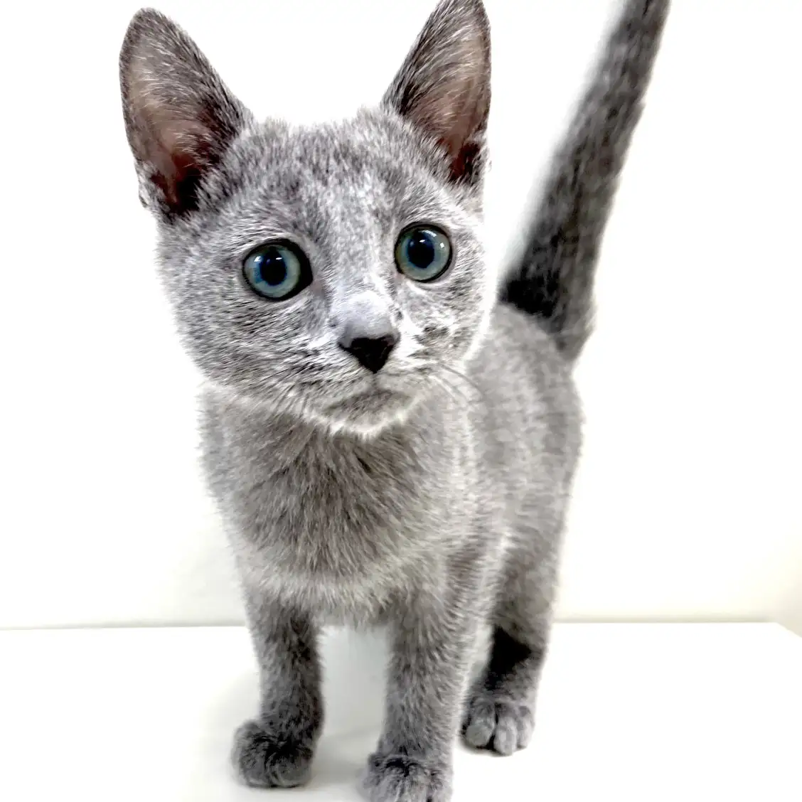 ロシアンブルー