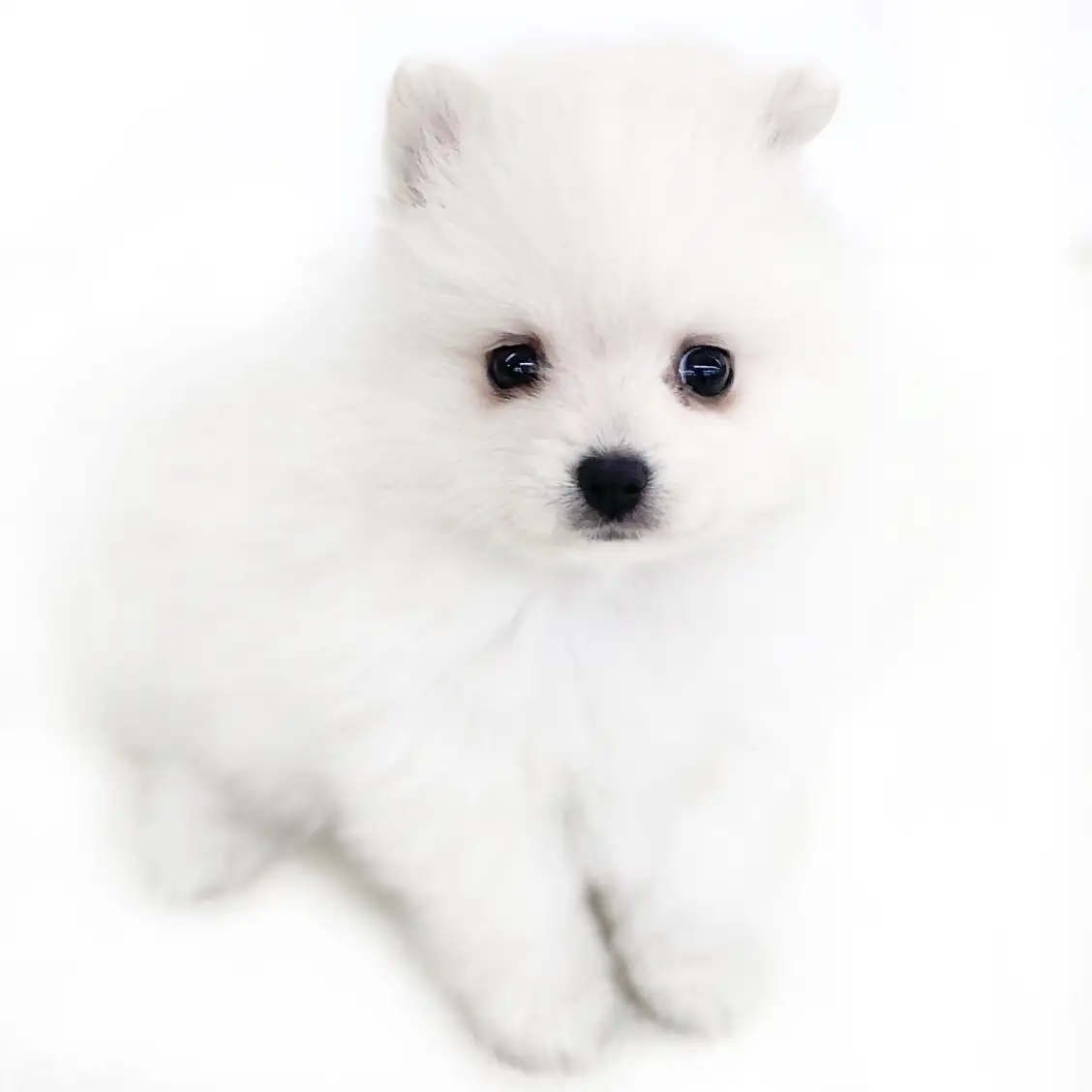 MIX(ポメラニアン×スピッツ)