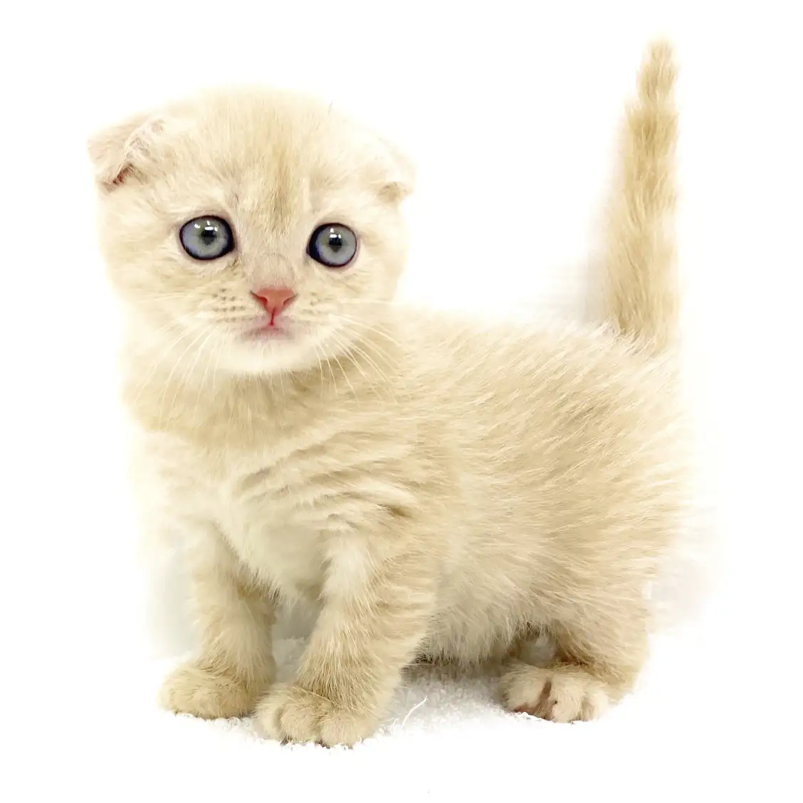 スコティッシュフォールド