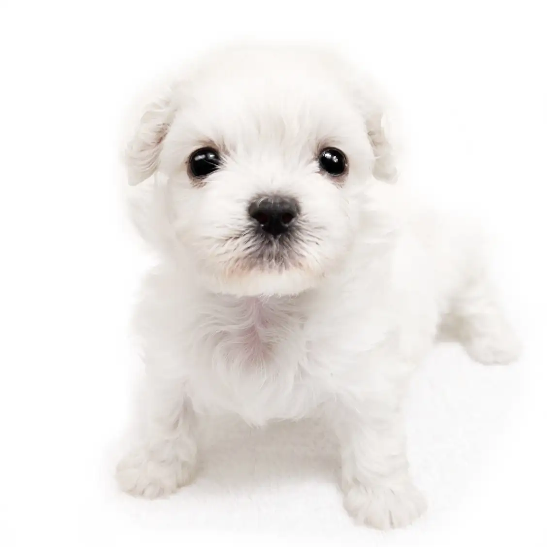 MIX(ペキニーズ×ビションフリーゼ)