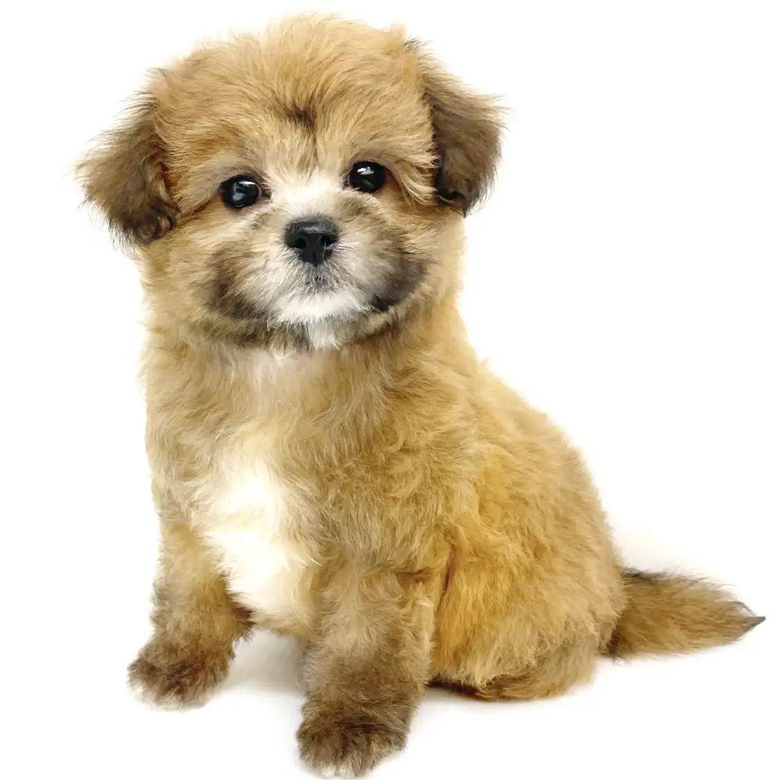 MIX(パピヨン×ペキニーズ)