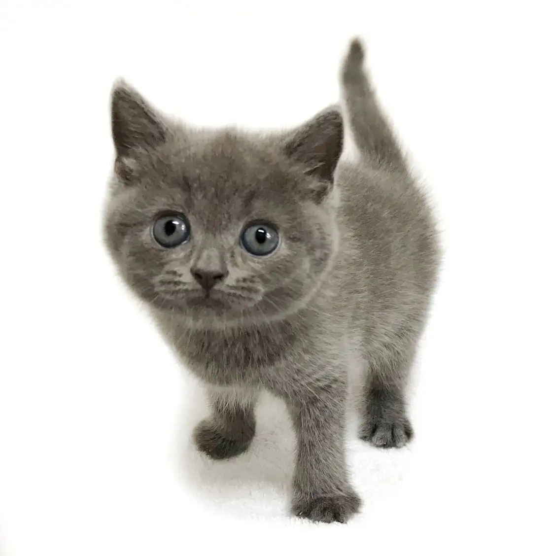 スコティッシュフォールド