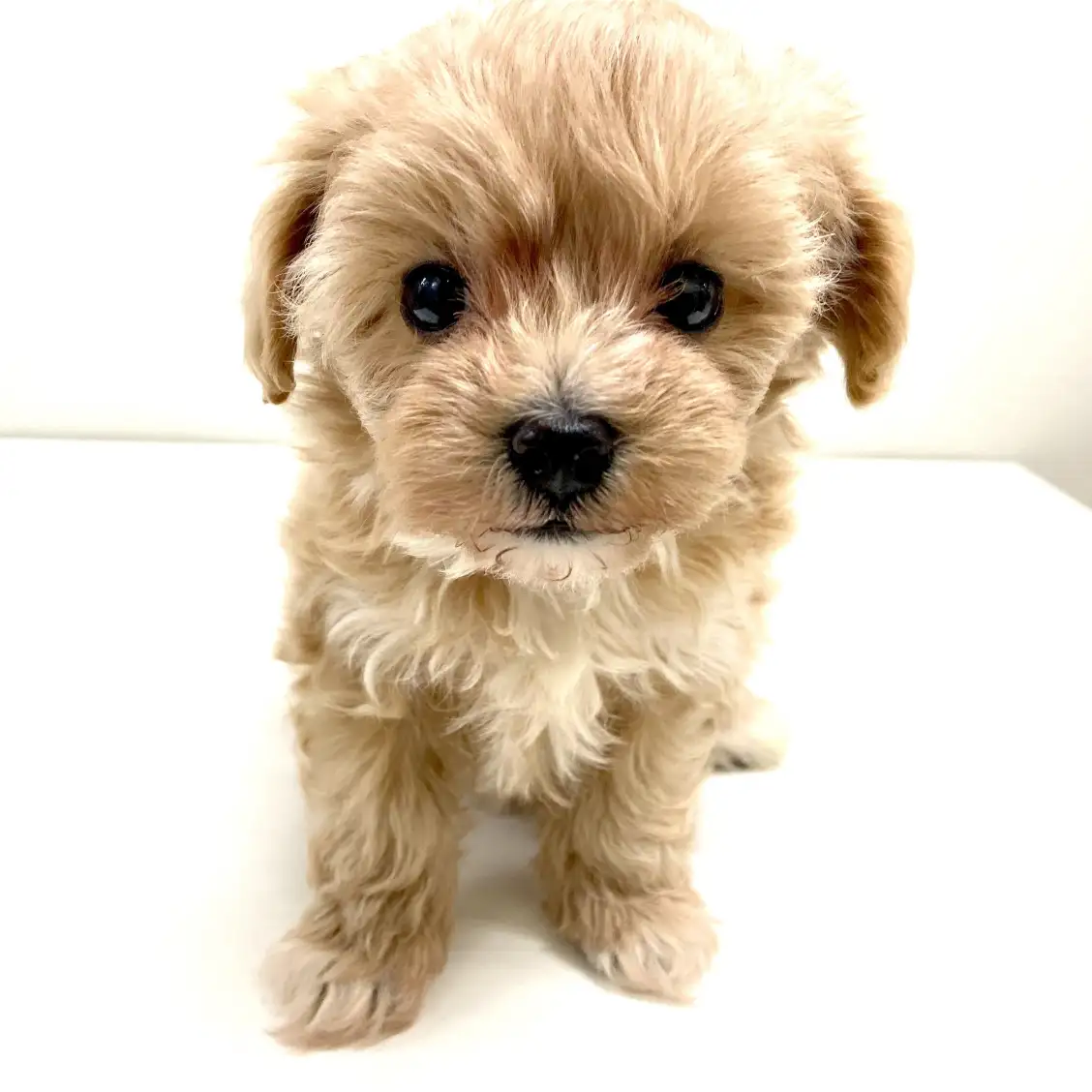 MIX（マルチーズ×トイプードル）