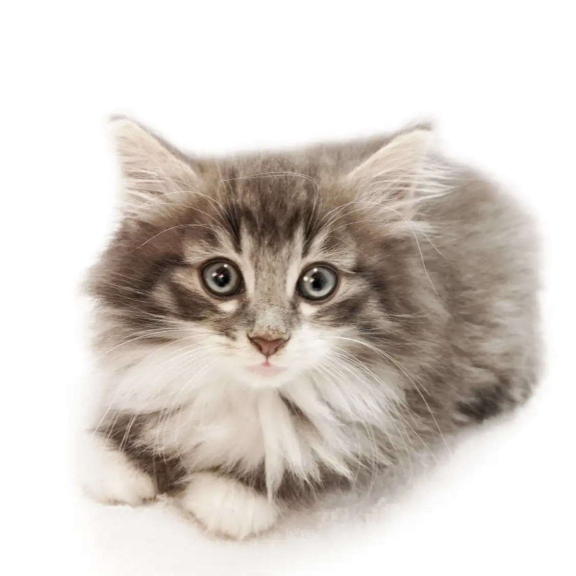 ノルウェージャンフォレストキャット