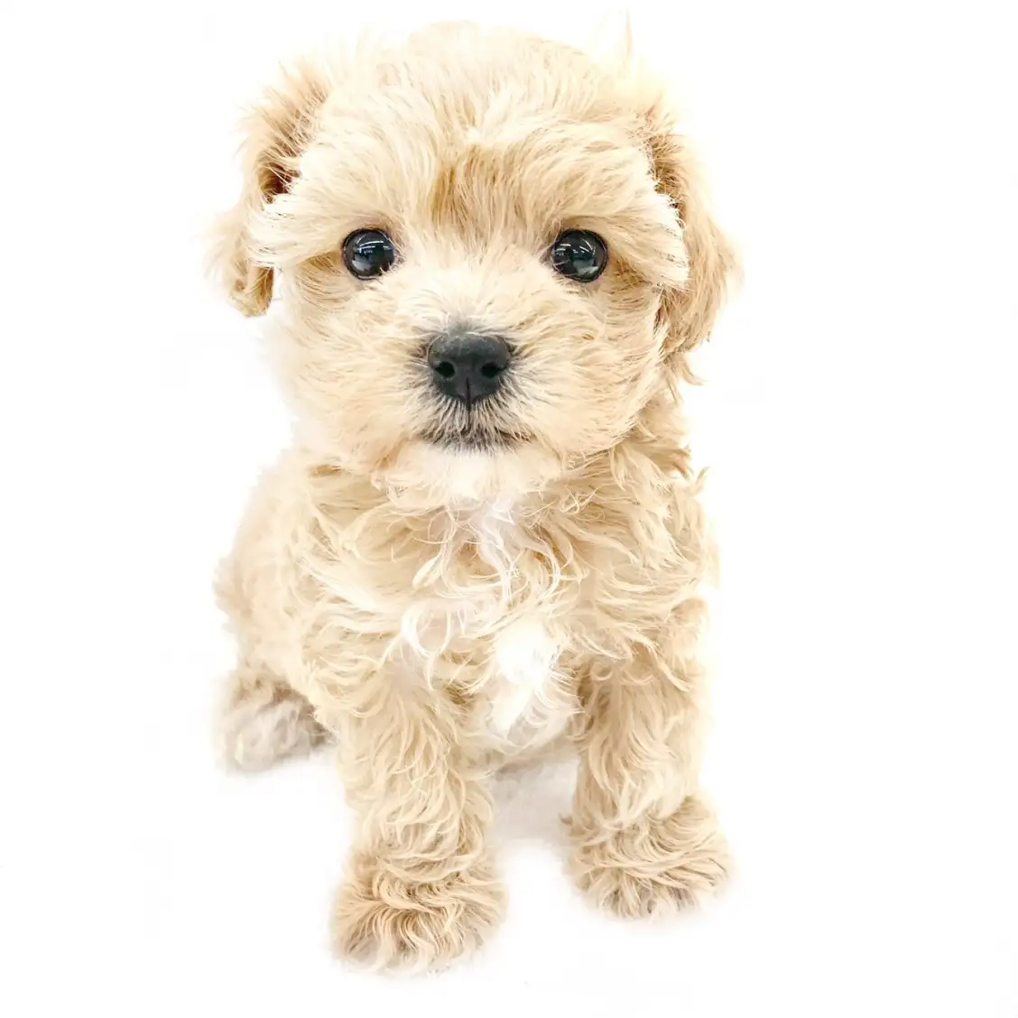 MIX(トイプードル×マルチーズ)