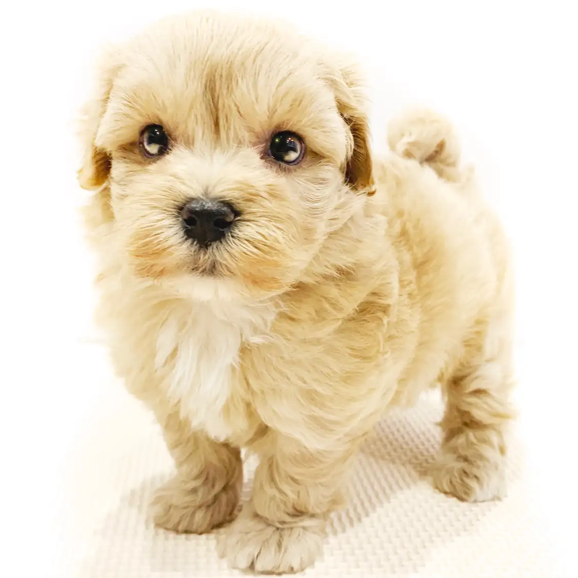 MIX(マルチーズ×トイプードル)