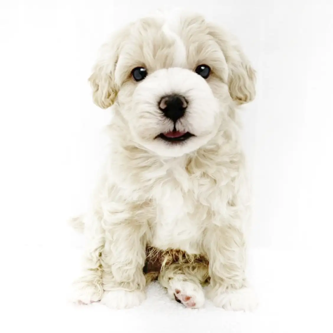 MIX(マルチーズ×トイプードル)