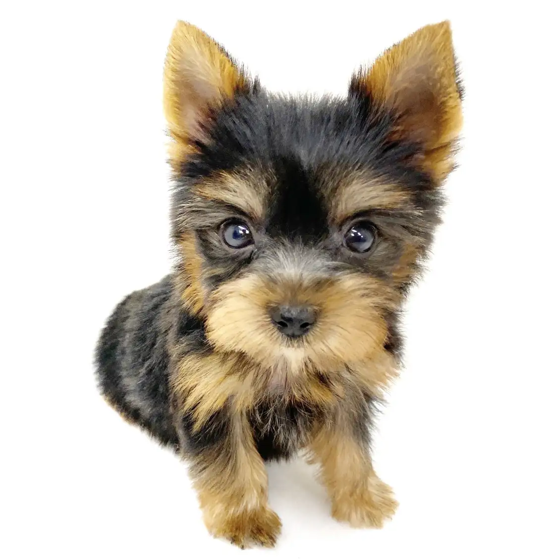 ヨークシャーテリア