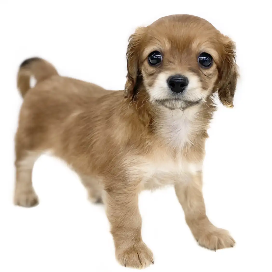 MIX(チワワ×ダックスフント)