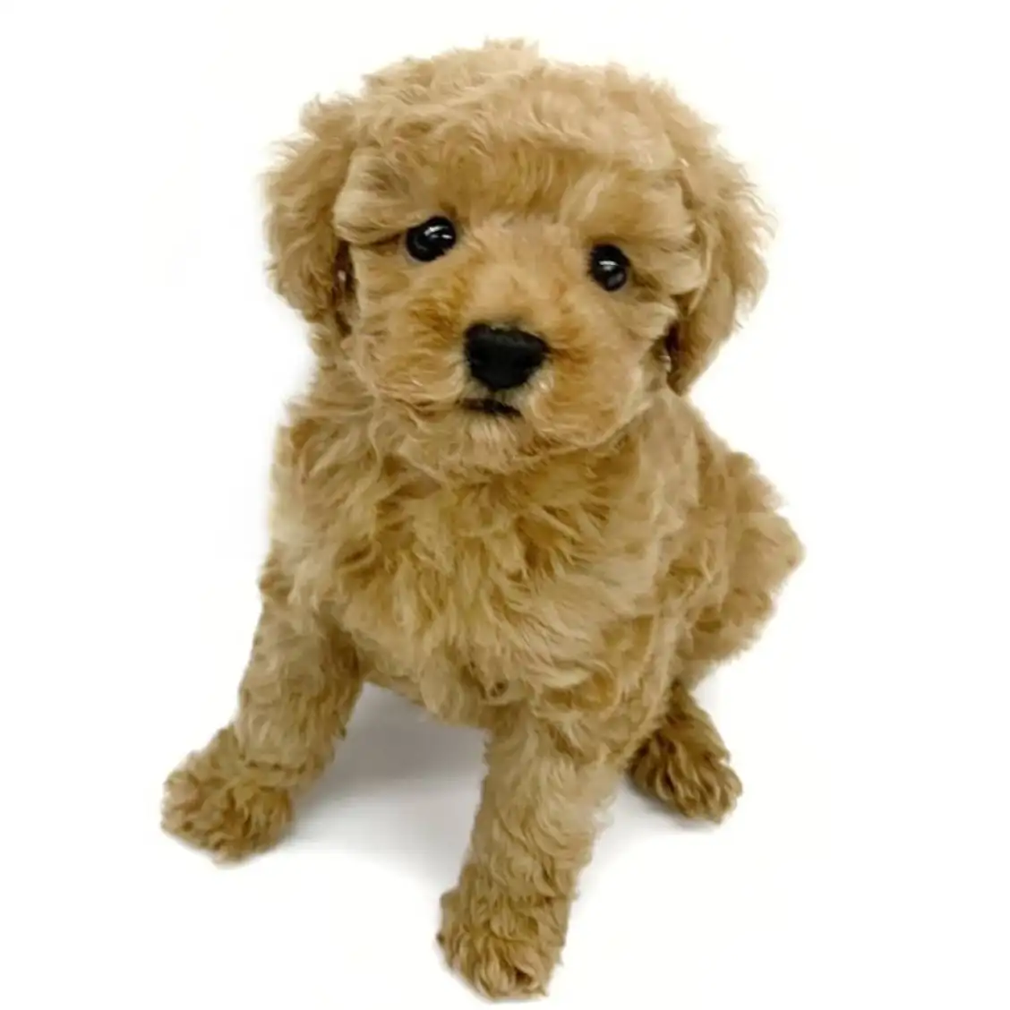 トイ・プードル