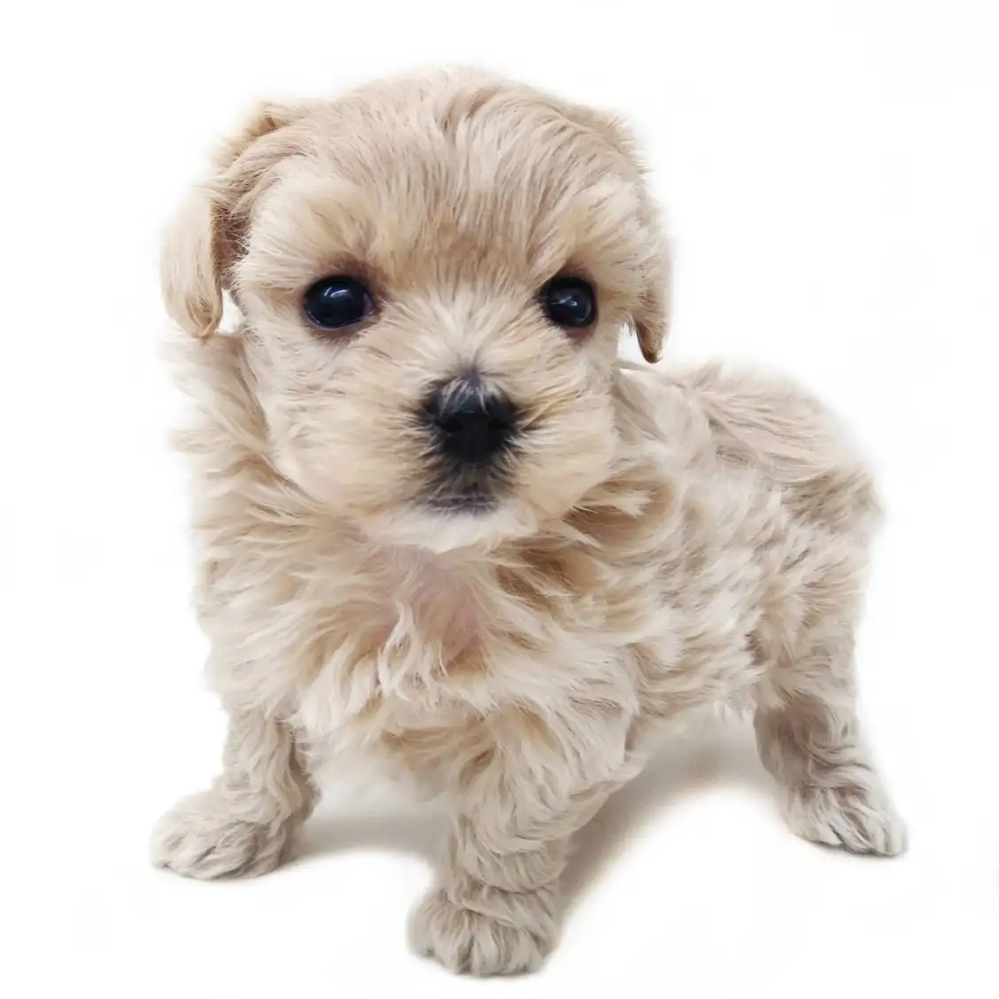 MIX(トイプードル×マルチーズ)