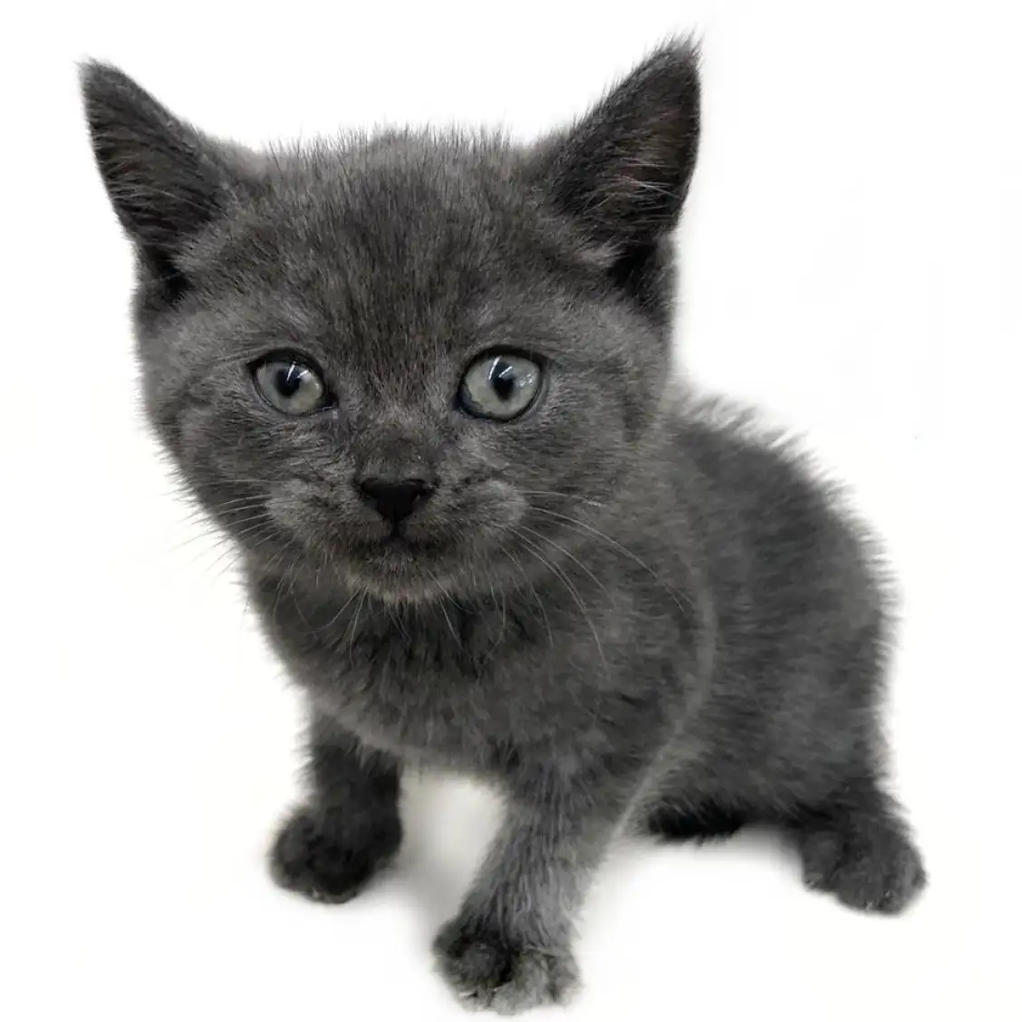 ブリティッシュショートヘア