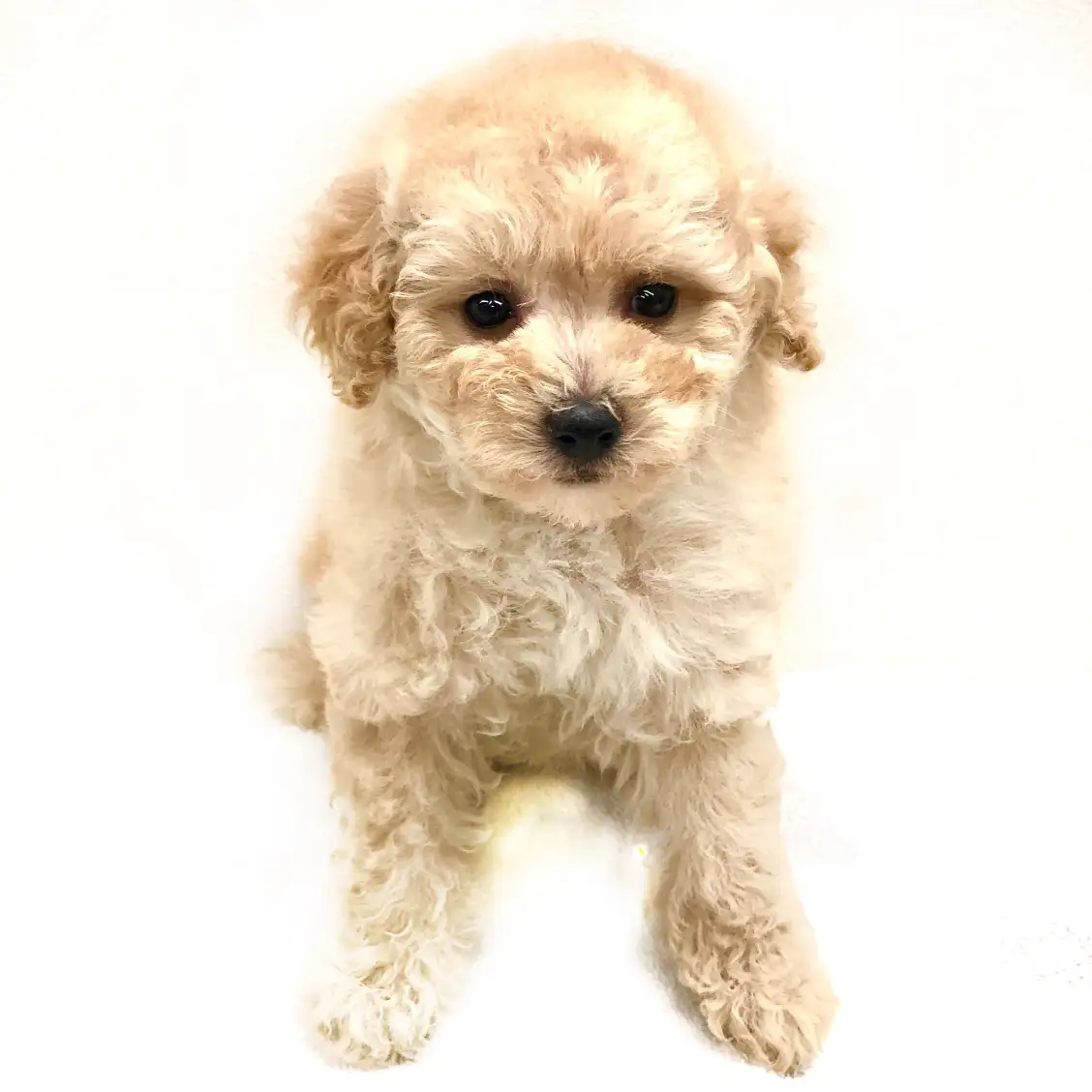 トイ・プードル