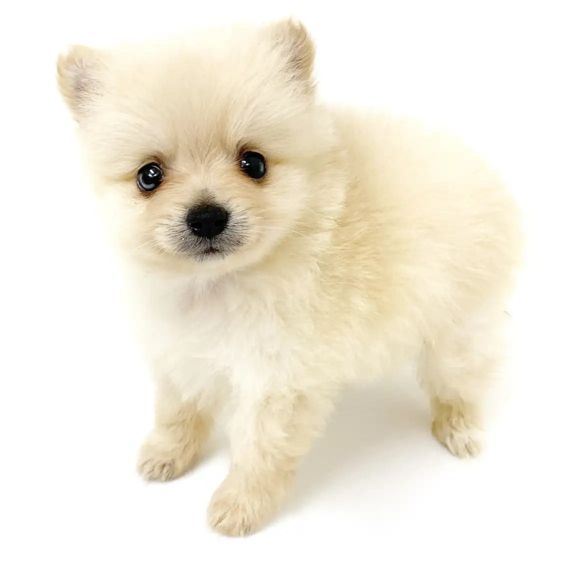 MIX（ポメラニアン×チワワ）