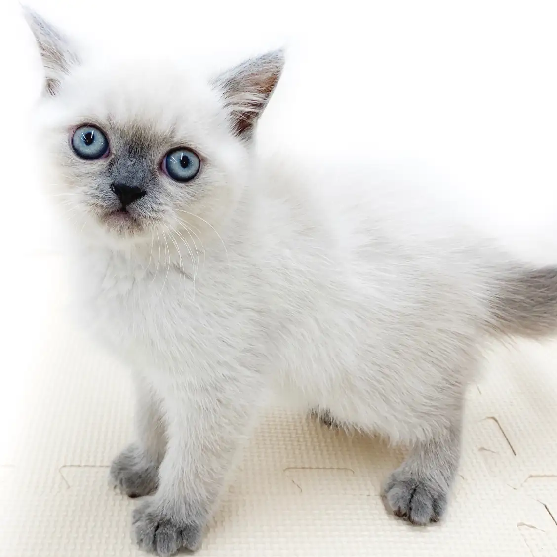 ブリティッシュショートヘア