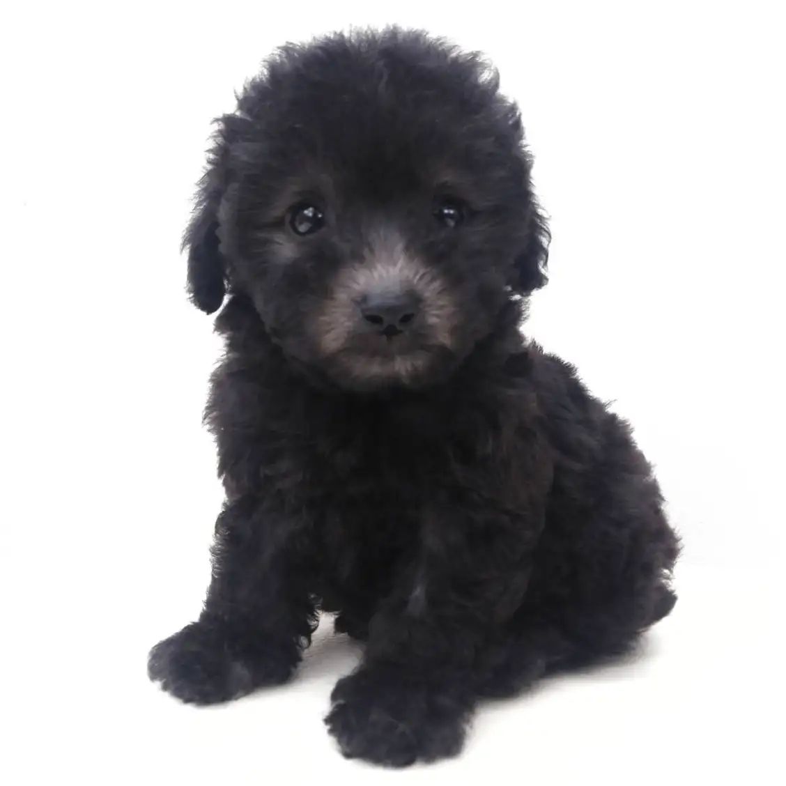 トイ・プードル