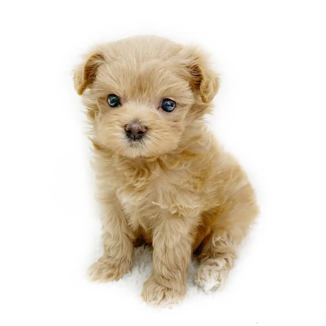 MIX(マルチーズ×トイプードル)