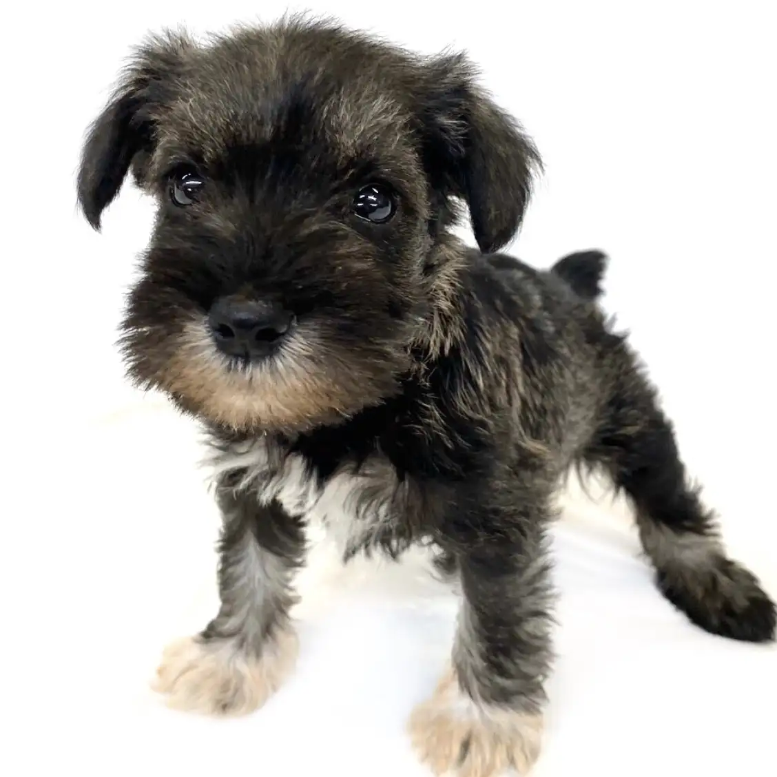 ミニチュア・シュナウザー