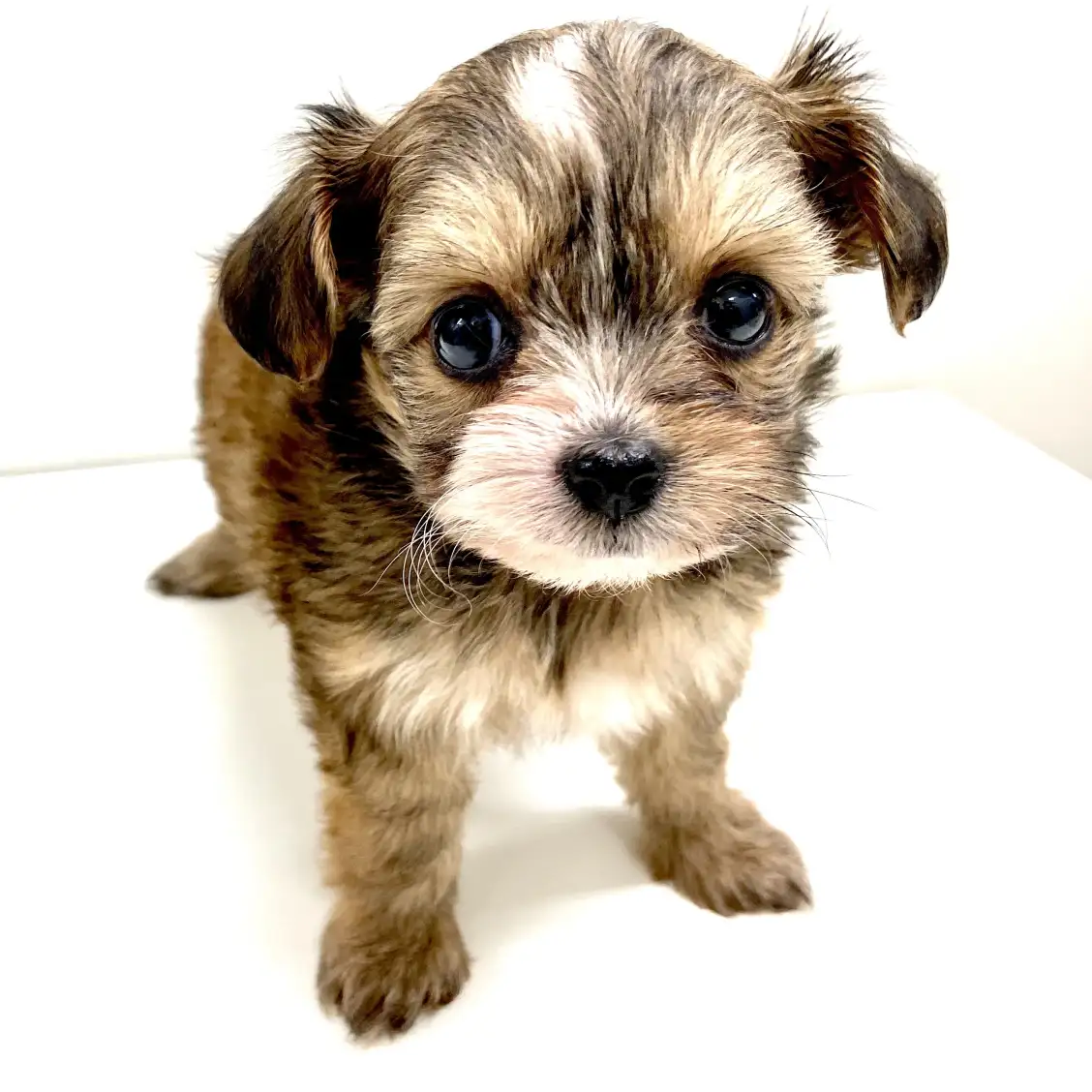 MIX(チワワ×トイプードル)