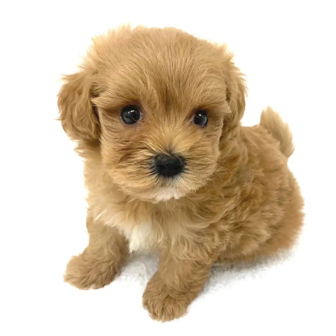 MIX（トイプードル×マルチーズ）