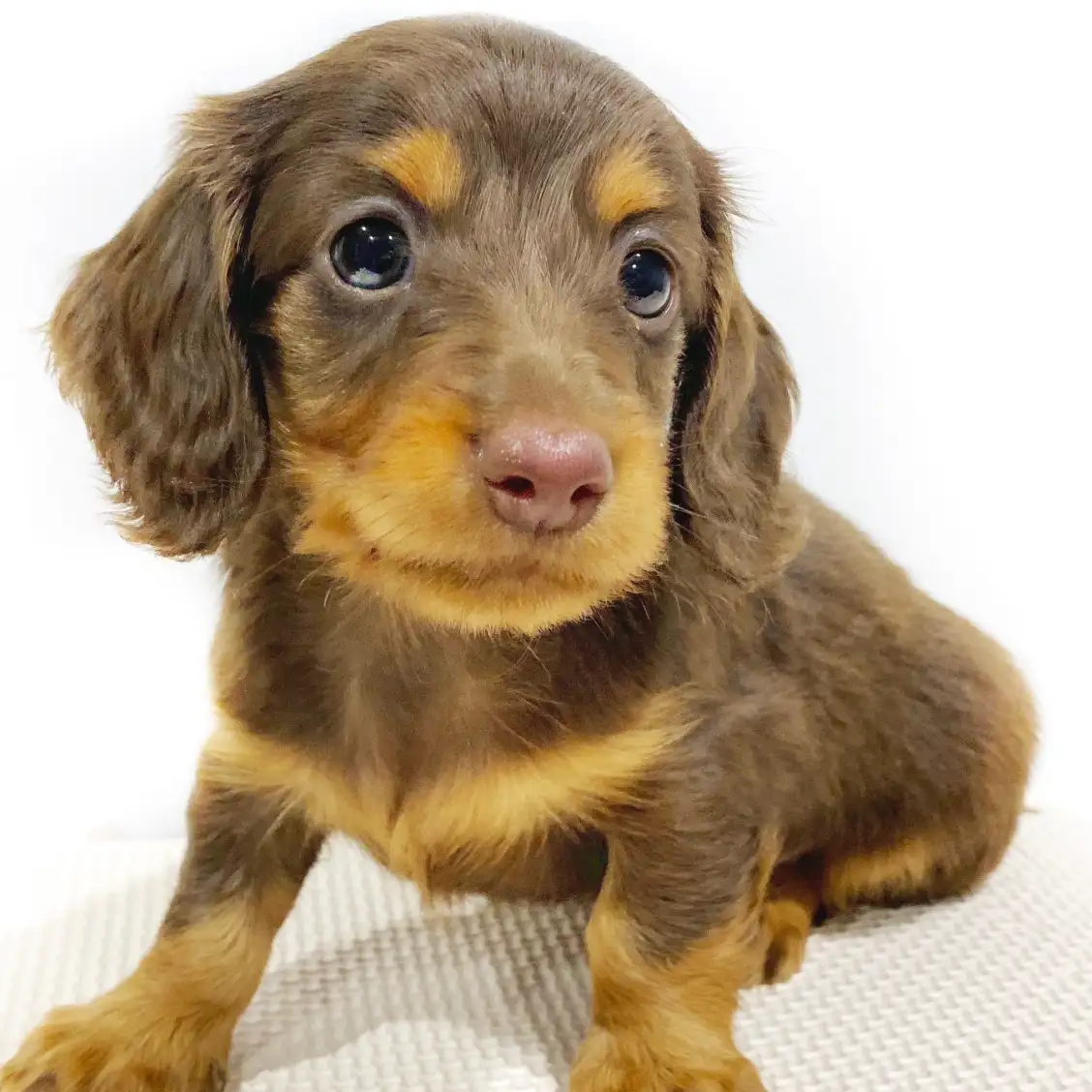 ミニチュア・ダックスフント