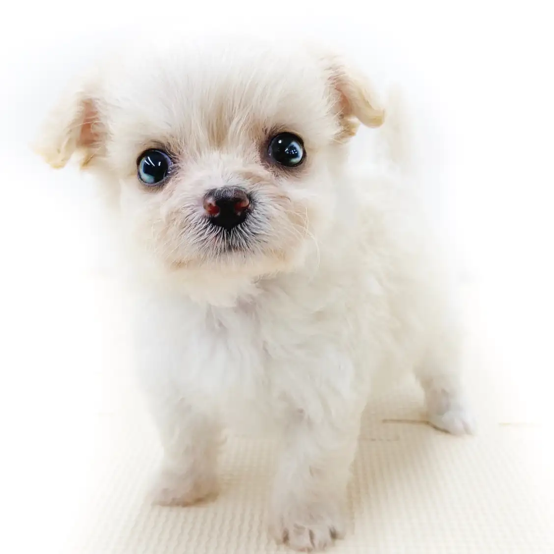 MIX（チワワ×トイプードル）