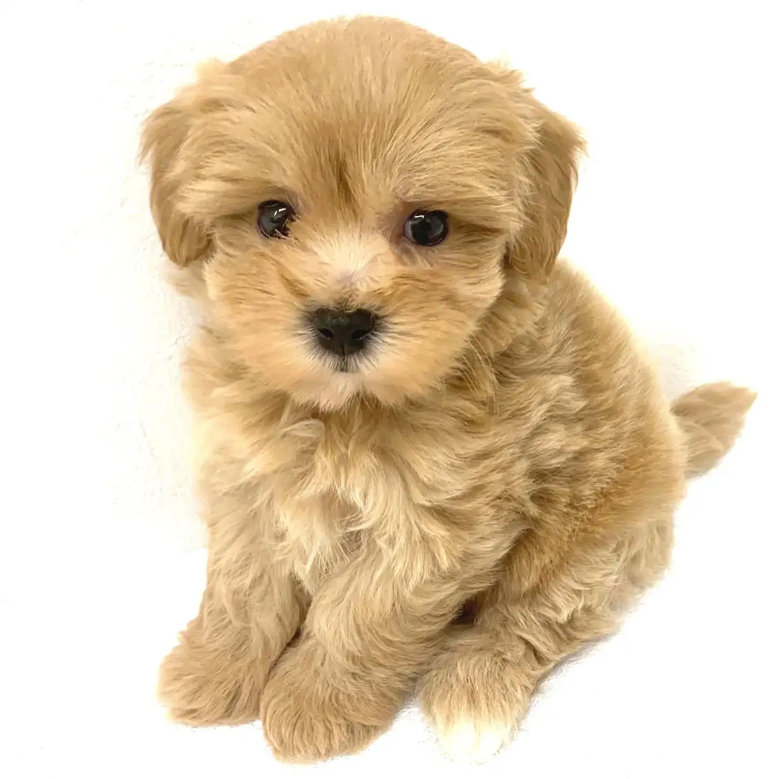 MIX（マルチーズ×トイプードル）