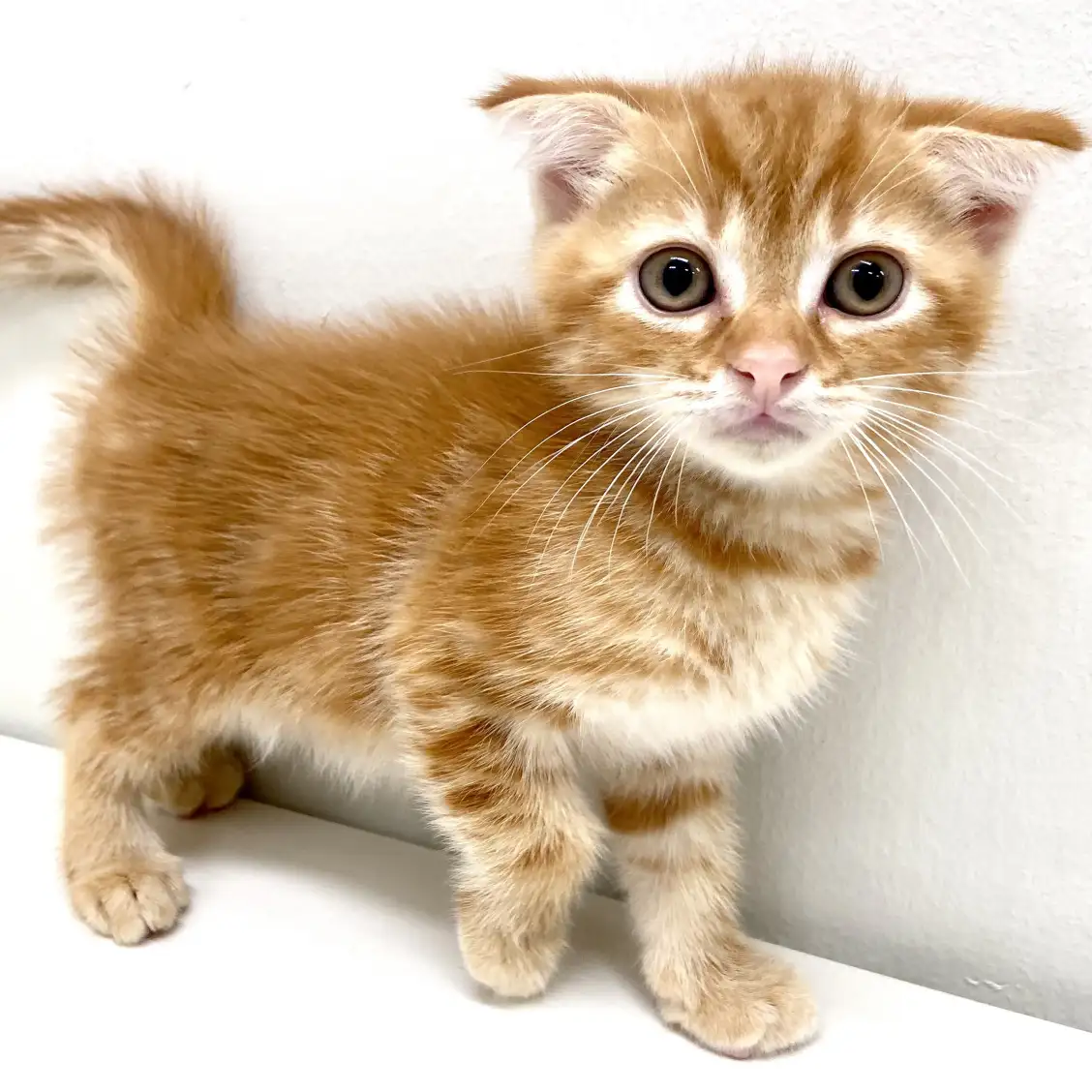 スコティッシュフォールド