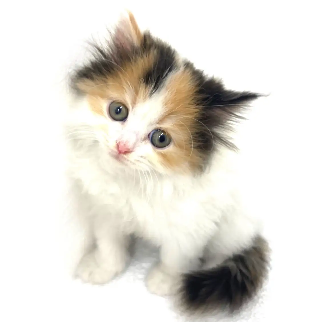 スコティッシュフォールド