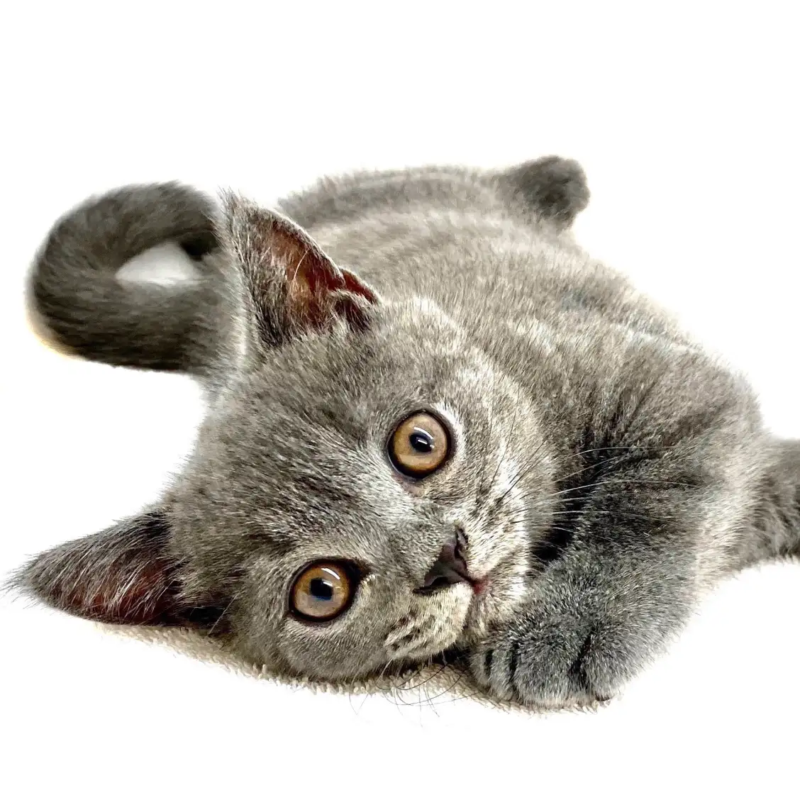 ブリティッシュショートヘア