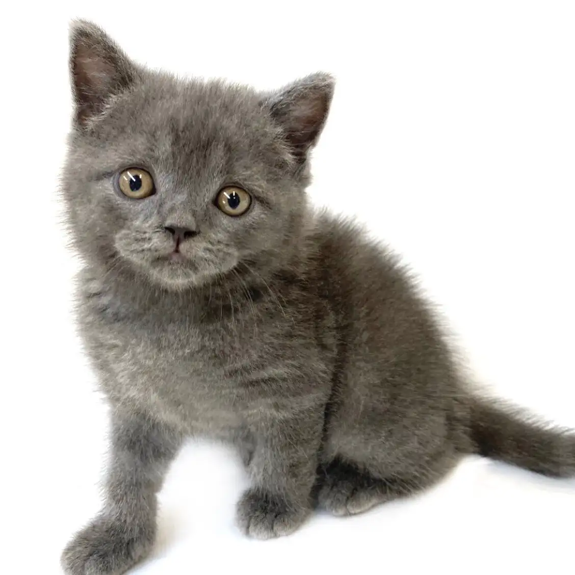 ブリティッシュショートヘア