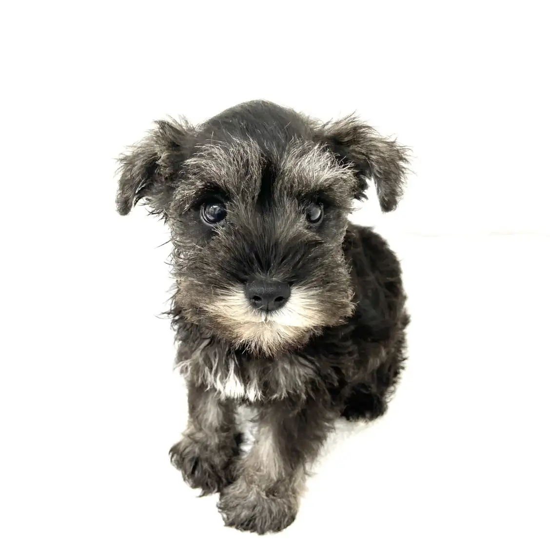 ミニチュア・シュナウザー