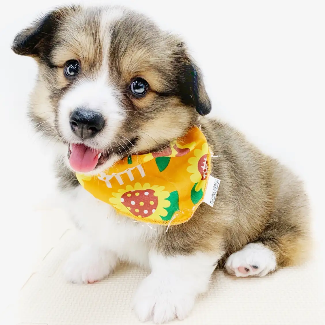 ウェルシュコーギーペンブローク