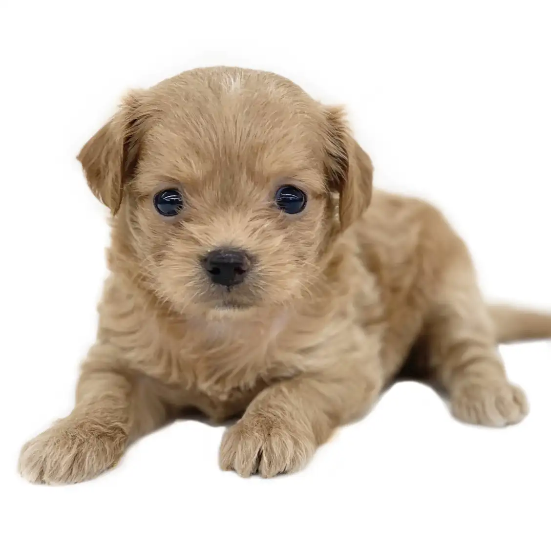 MIX（トイプードル×チワワ）