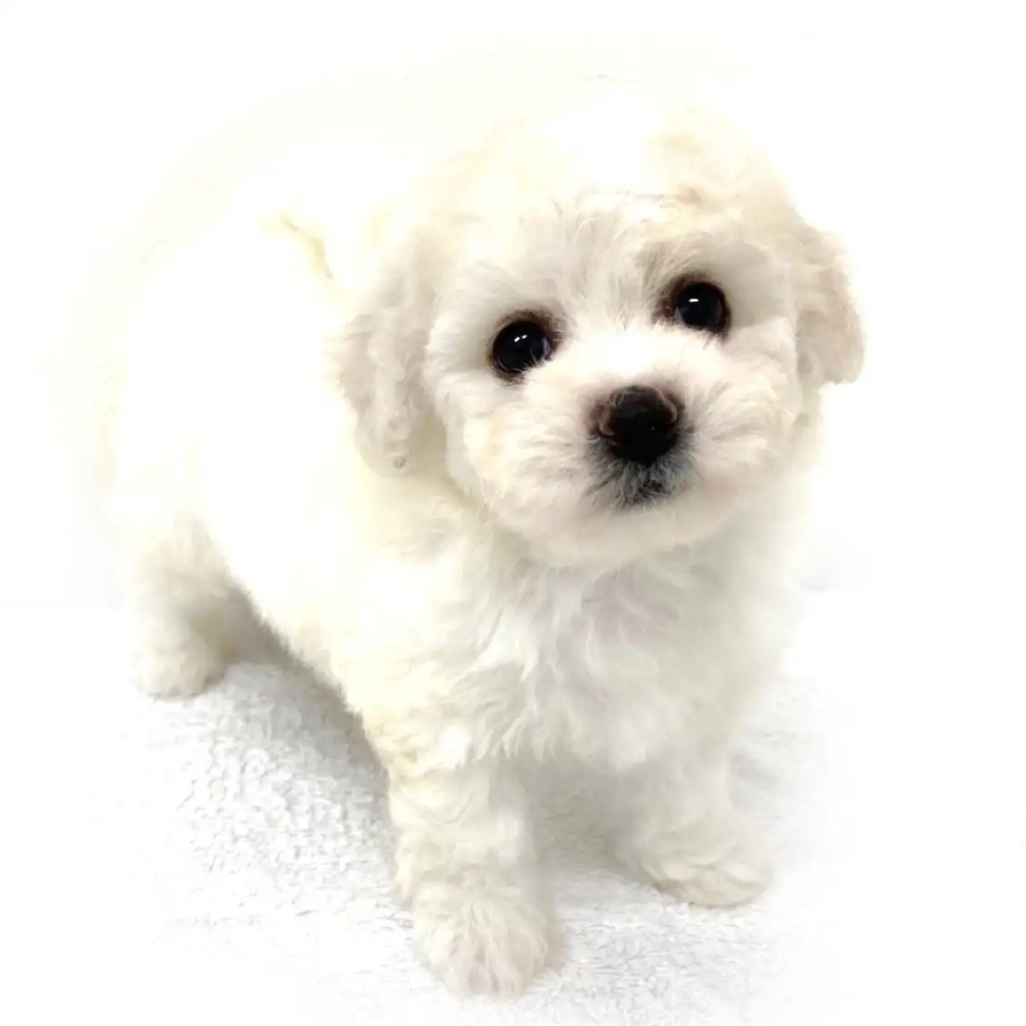 ビションフリーゼ