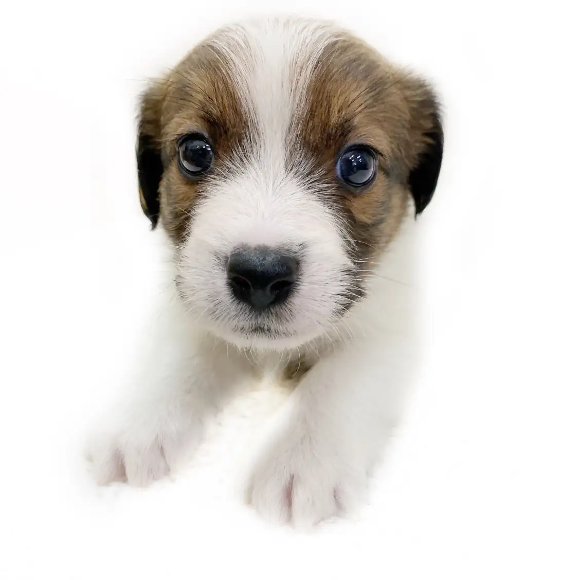 ジャックラッセルテリア