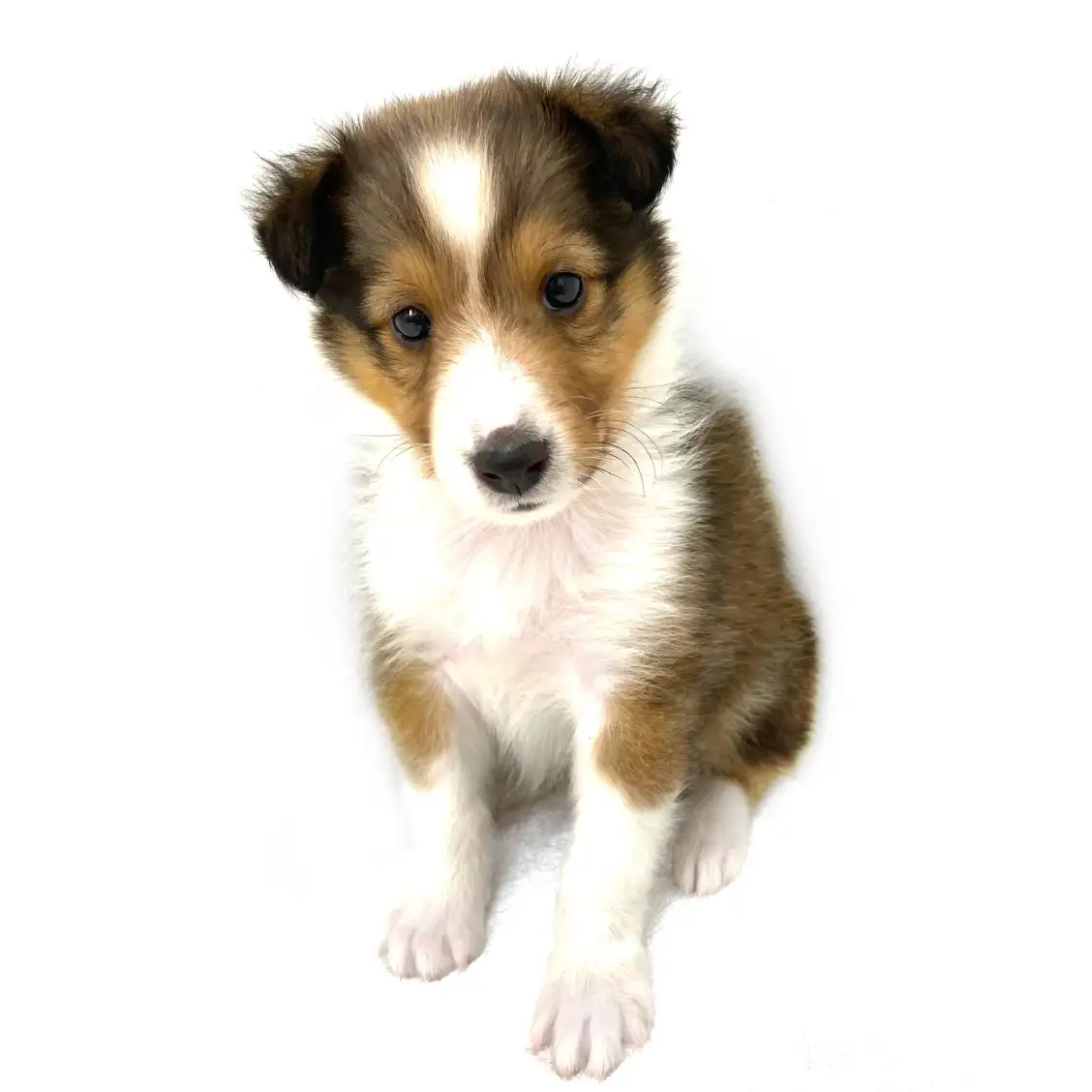 シェットランドシープドッグ