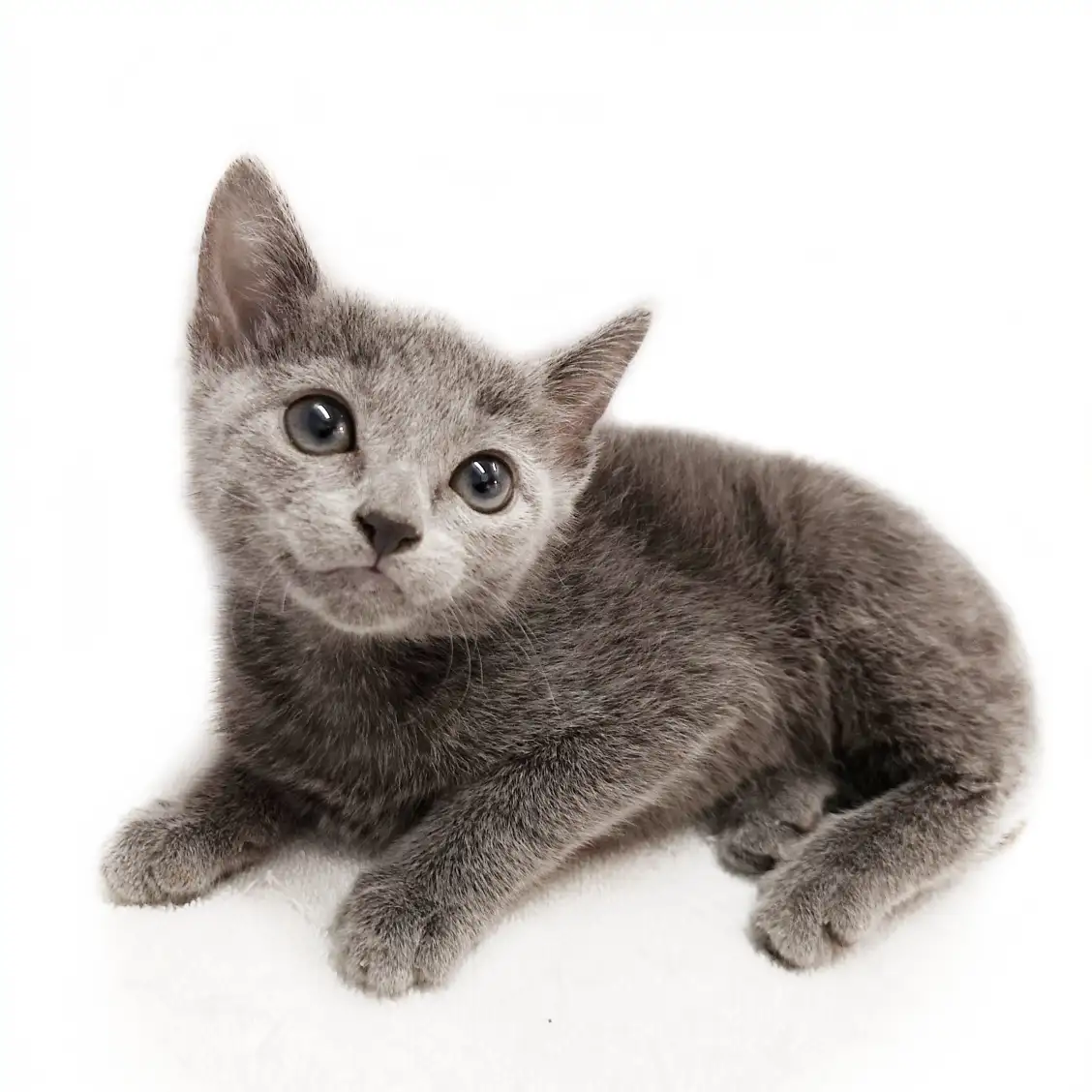 ロシアンブルー