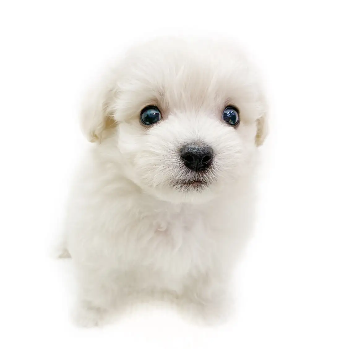 MIX(チワワ×トイプードル)