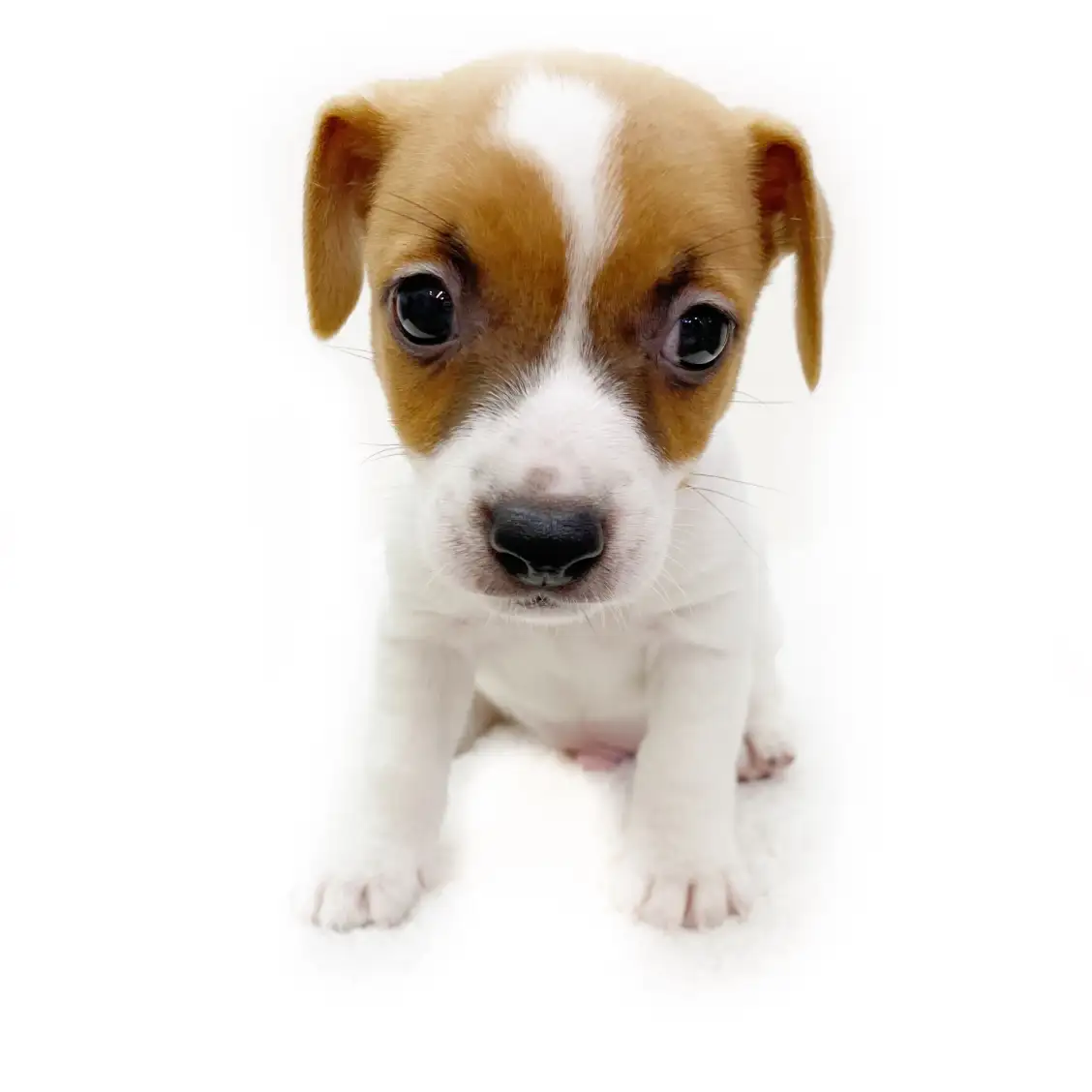 ジャックラッセルテリア