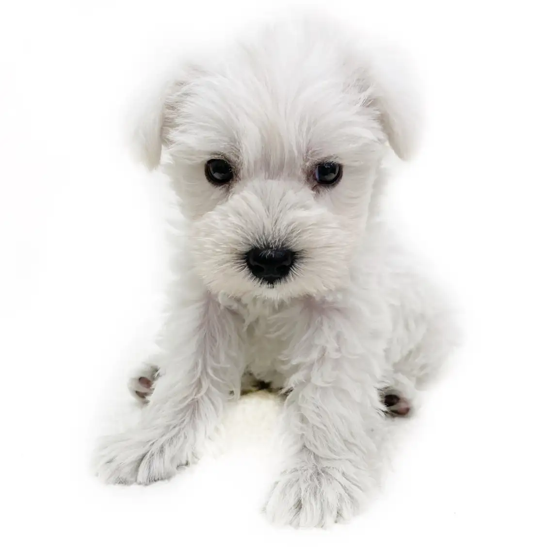 ミニチュア・シュナウザー