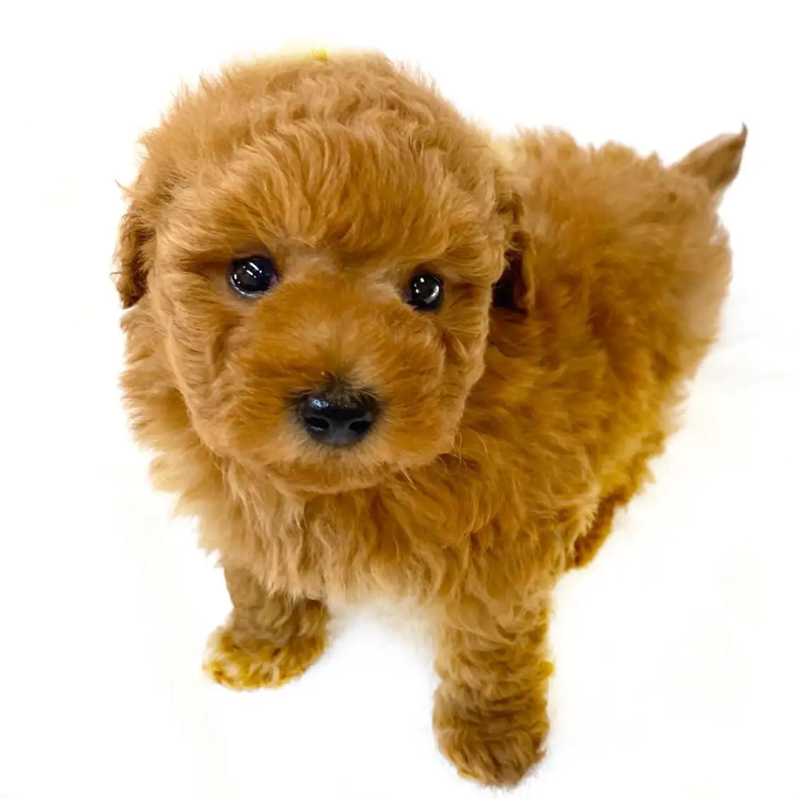 MIX(トイプードル×マルチーズ)