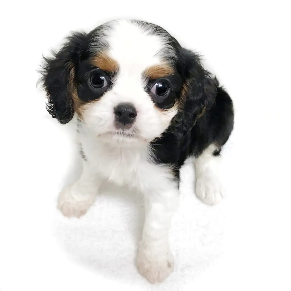 キャバリア・キングチャールズ・スパニエル