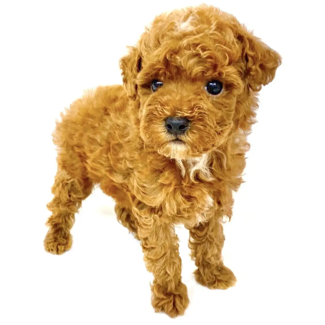 トイ・プードル