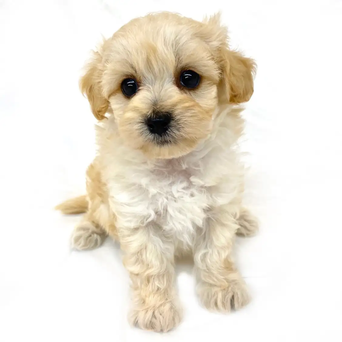 MIX（マルチーズ×トイプードル）