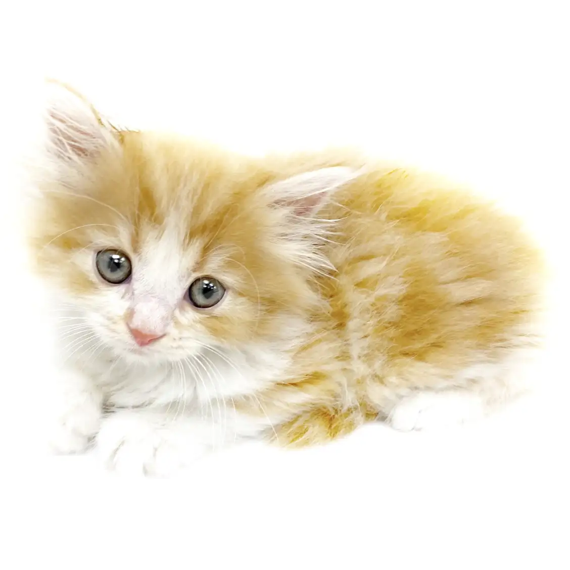 スコティッシュフォールド